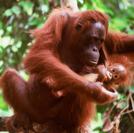 Orang-oetan