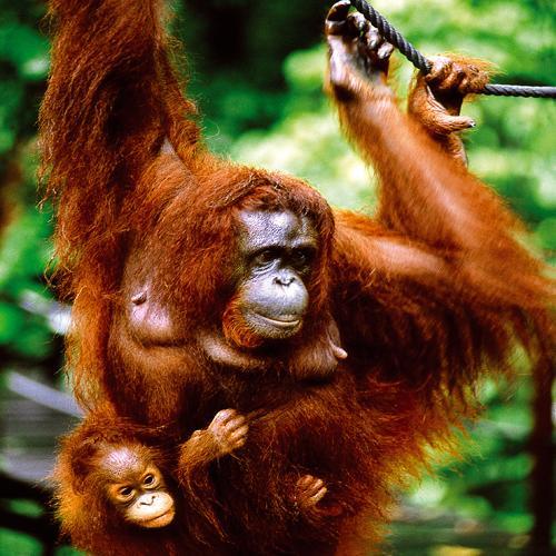 Orang-oetan