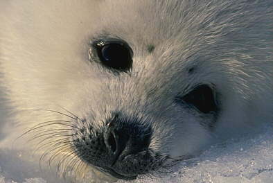 Witte zeehond