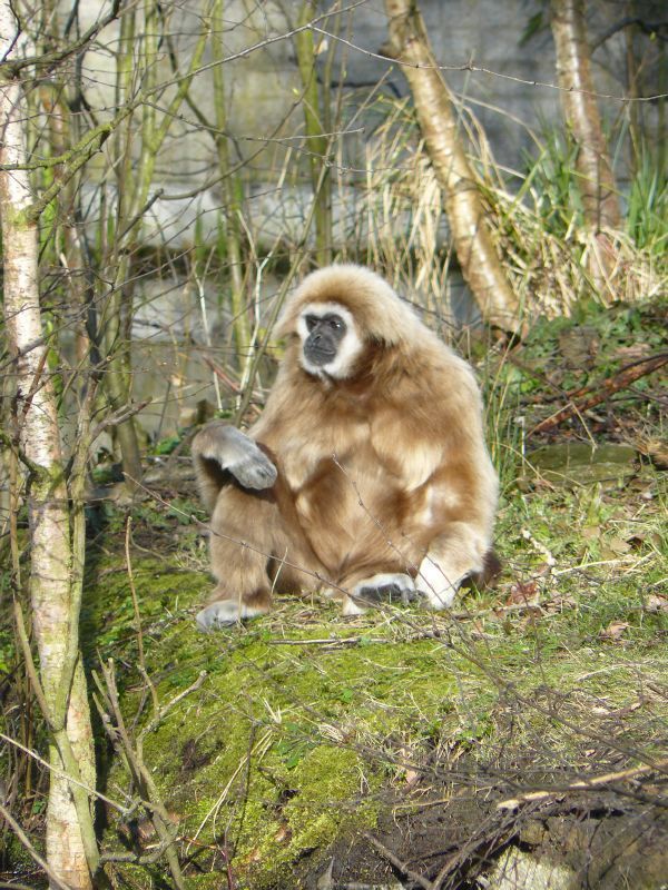 Wolaap