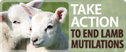 end lamb mutilations