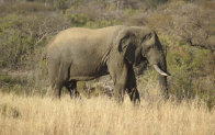 olifanten001002.jpg