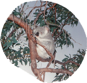 Een wilde Koala, wiegend luieren in de wind ... wat een leven