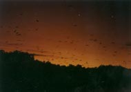 ... met duizenden vliegen de grote vleermuizen geruisloos over!