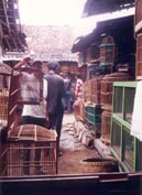 In de bomvolle vogeltjesmarkt rijgen de steegjes vol dierenleed zich zonder einde aaneen.