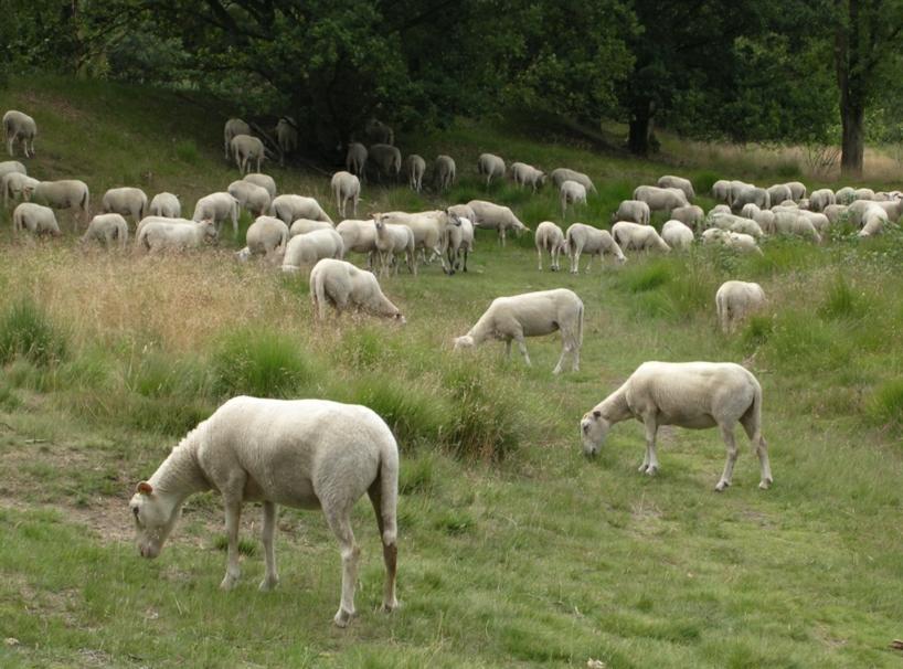 schapen fransche berg1