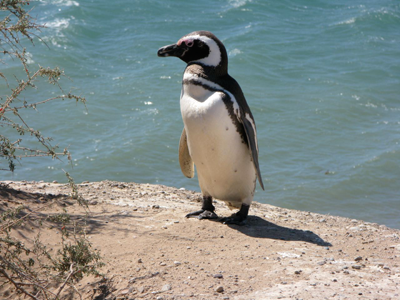 pinguin staat
