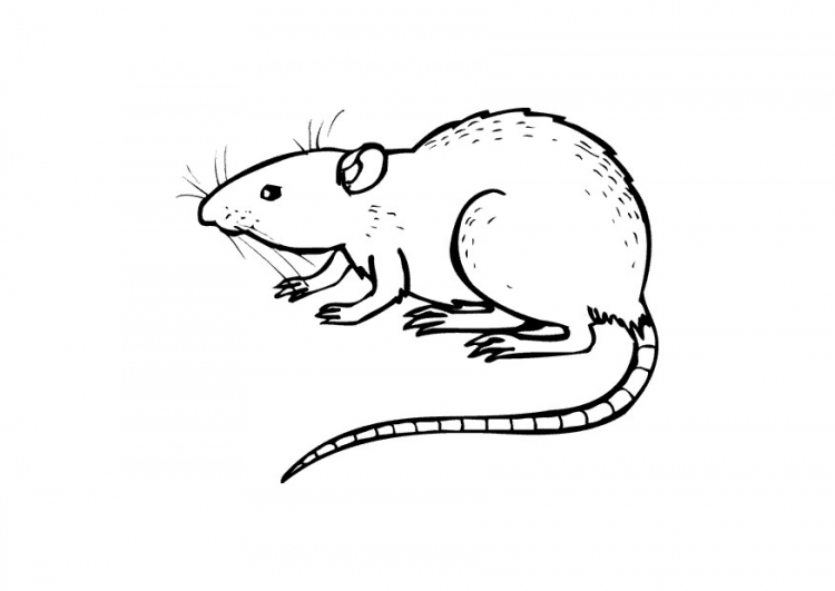 een rat