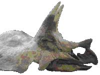 naar de Triceratops