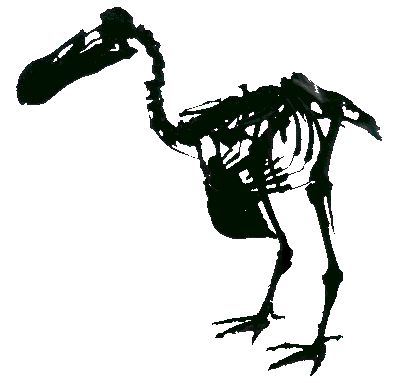 naar de Dodo