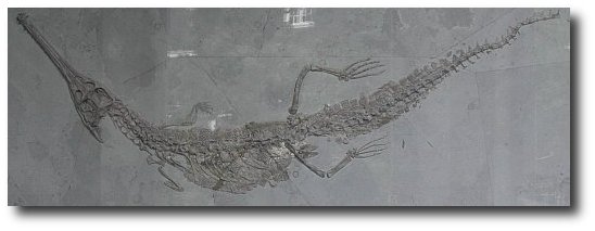 Zeekrokodil, Mystriosaurus bollensis Cuvier sp.
