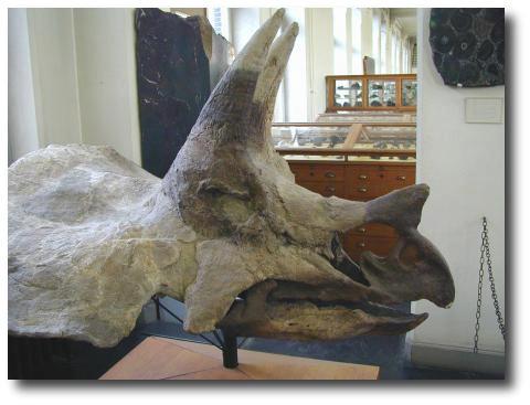 De schedel van de Triceratops