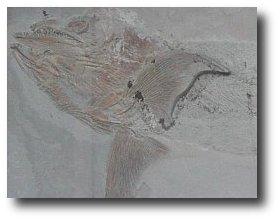 Een fossiele Pachycormus (roofvis)