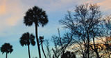 Palm Trees image