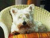 Hugo the West Highland White Terrier in his old chair
