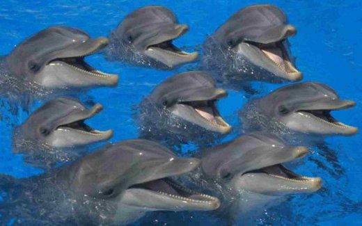 dolfijntjes