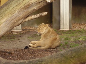 Dit zijn de aziatische leeuwen