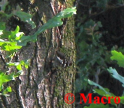 Grote Weerschijnvlinder. © Macro