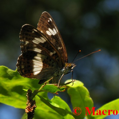 Kleine IJsvogelvlinder. © Macro