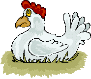chicken laying egg