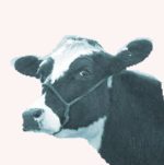 zwart-wit foto koe