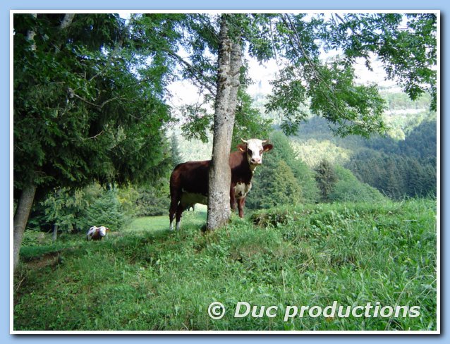 pas op voor de stier