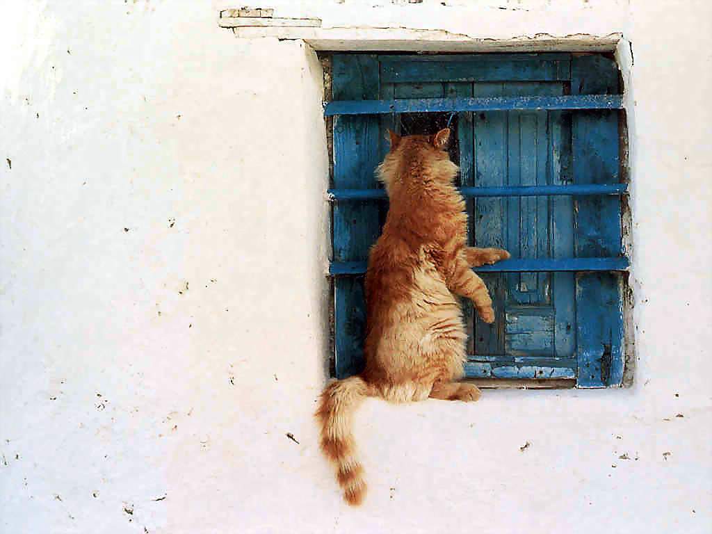 cat at window xp.jpg