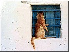 cat at window xp.jpg