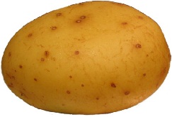 aardappel