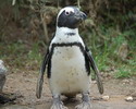 pinguïnslogo