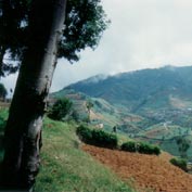 Het boerenlandschap van het Dieng-plateau