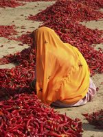 Vrouw in sari met rode pepers